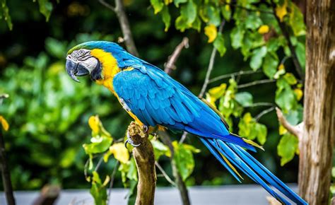 Blue And Yellow Macaw Wallpapers Backgrounds