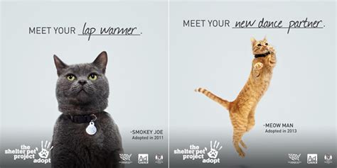 Celebrate Adopt A Shelter Cat Month By Sharing Your Stories Vetstreet