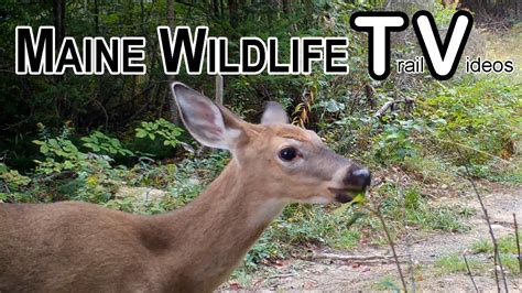 Deer Snorting Buck Follows Doe Fall Maine Wildlife Trail Video