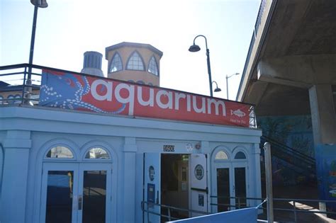 Santa Monica Pier Aquarium 2020 All You Need To Know Before You Go