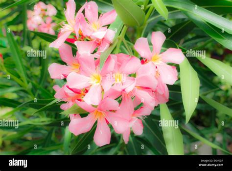 Sweet Oleander Rose Bay Flower With Leave Nerium Oleander L Stock