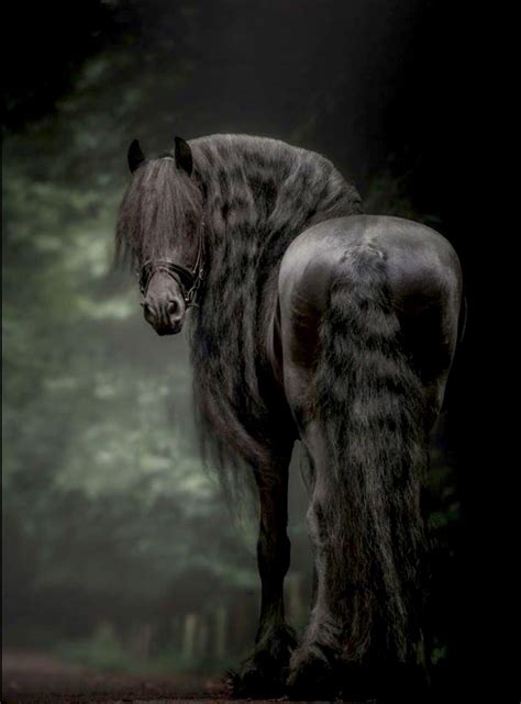 Black Friesian Horse By A Misty Stream Fries Paard Mooie Paarden