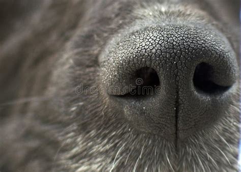 Black Dog Nose Texture Stock Photo Image Of Nose Scent 30984448