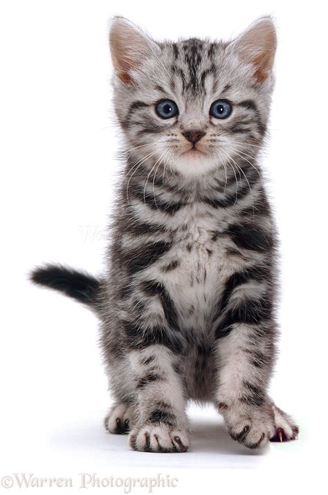 Minicub.net has been visited by 100k+ users in the past month British Shorthair silver tabby kitten photo WP10487