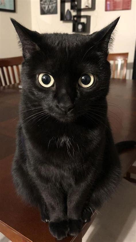 Lets Spotlight Six Great Reasons Why You Should Adopt Black Cats In