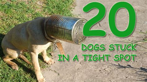 20 Cute Dogs Stuck In A Tough Spot