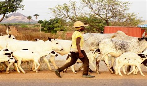 Fulani Herdsmen Kill 40 Menwomenchildren In Taraba State