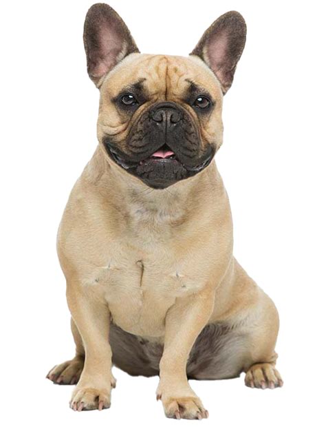 French Bulldog Temperament Lifespan Grooming Training Petplan