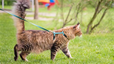 Should You Walk Your Indoor Cat Outside On A Leash