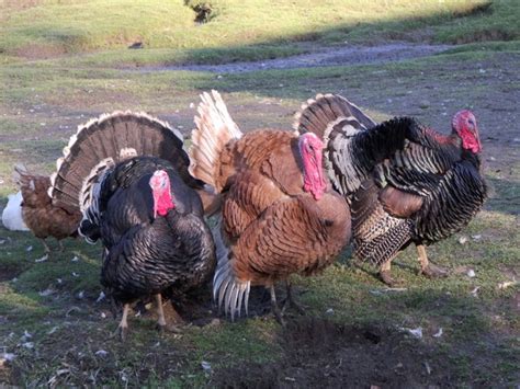 Three Turkeys Who Survived Christmas © Nick Macneill Geograph