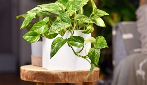 Pothos Plant Facts Uses Grow And Care Guide