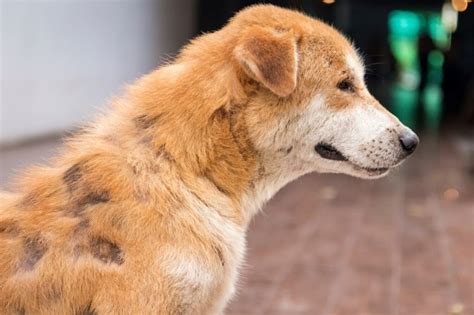 Common Dog Skin Conditions