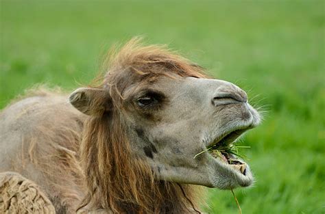 They eat the desert food, plants, and sometimes bugs. Royalty Free Camel Eating Grass Pictures, Images and Stock ...