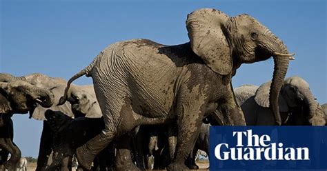 African Elephants Photographed From Below Environment The Guardian