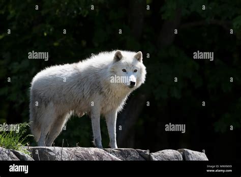 Arctic Wolf Canis Lupus Arctos Closeup In Spring In Canada Stock