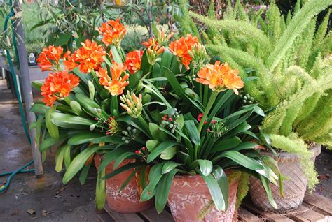 Several Potted Plants With Orange Flowers In Them