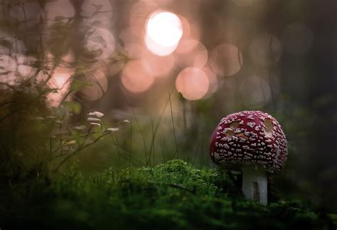 Nature Mushroom Hd Wallpaper