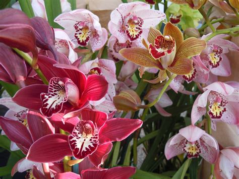 If you want to use a blooming orchid as a table centerpiece or display somewhere other than a windowsill, there's no harm in moving it. Caring for Cymbidium and Orchid Plants | MBCFM