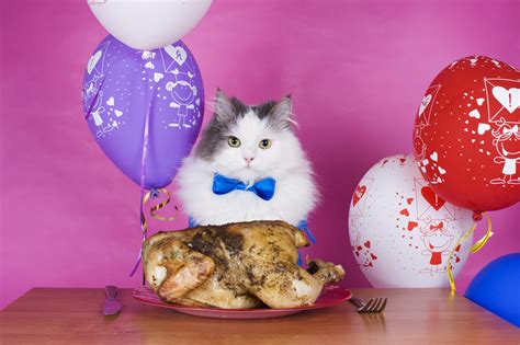 Can Cats Eat Chicken Cooper Pet Care