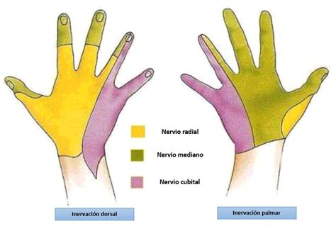 Anatomía Del Nervio Mediano Dolopedia