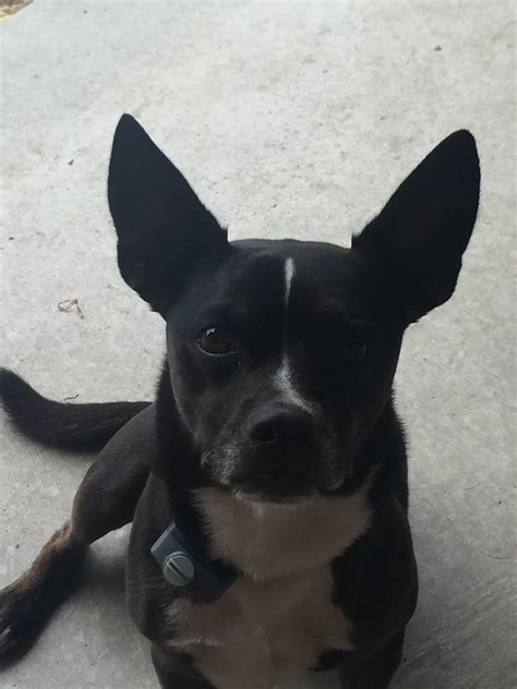 My Little Boston Terrier Chihuahua Mixlook At Those Ears Aww