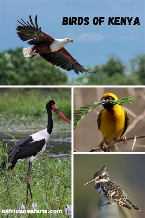 Birds Of Kenya Bird Safaris To Try Going On Safari