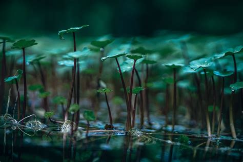 How much should i plant in my garden. Why Are Aquatic Plants Should I Put In My Pond? | Lets Do ...