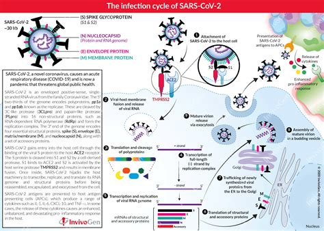 Spotlight On COVID Infection Cycle Of SARS CoV The Office Of Biomedical Research