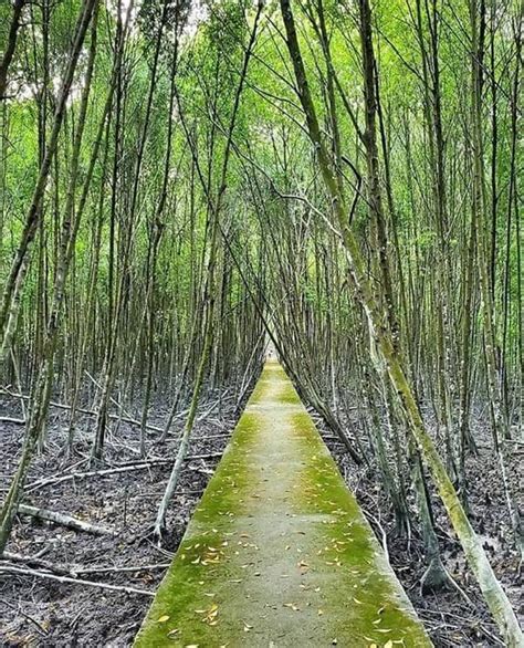 Pengenalan hutan paya bakau di malaysia. Port Tenang Paya Bakau Kuala Selangor - Raja Lepak