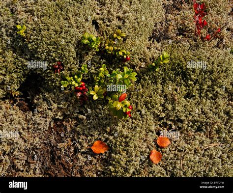 Arctic Moss And Tundra Hi Res Stock Photography And Images Alamy