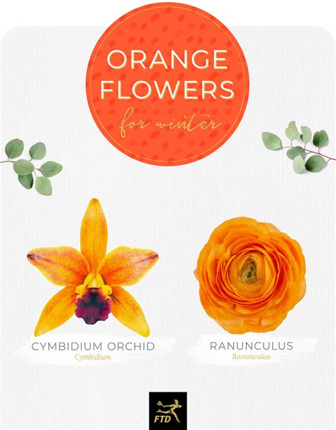Orange Tropical Flowers Names Best Flower Site