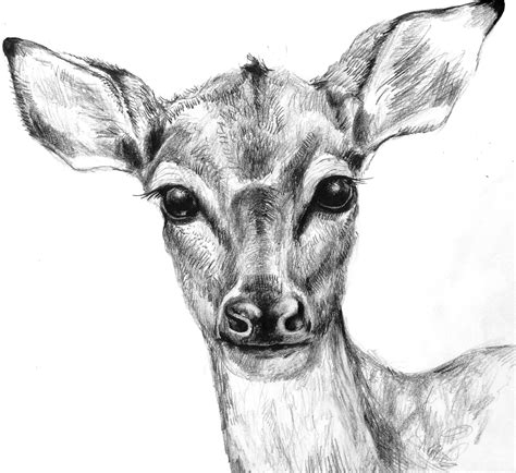 Deer Doe Drawing