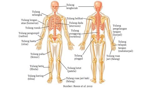 Macam Macam Sistem Organ Pada Manusia Beserta Organ Penyusun Dan