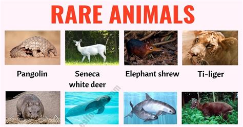 Top 131 Which Is The Rarest Animal In The World