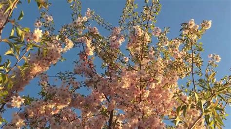 🍒🌺my Beautiful Ornamental Flowering Cherry Blossom Tree In The Golden