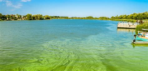 Beware Signs And Symptoms Of Blue Green Algae Intoxication Aspca