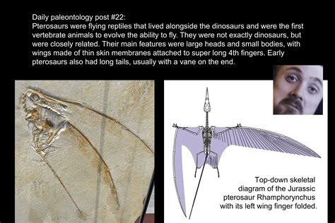 Daily Paleontology Post 22 Pterosaurs The Flying Reptiles Rforsen