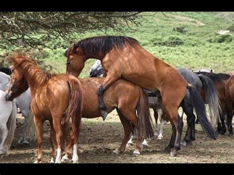 Their method of reproduction is no more pleasant than their appearance: Horse Breeding Process - YouTube