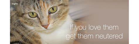See more ideas about neuter, cat neutering, cats. Cats Protection Thanet