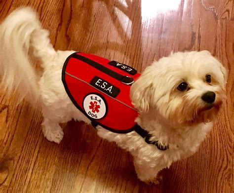 Maybe you would like to learn more about one of these? ALL ACCESS CANINE™ Emotional Support Animal ESA Service ...