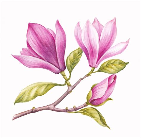 Premium Photo Watercolor Pink Magnolia