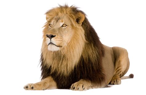 Lion Picture Png Transparent Background Free Download 42290