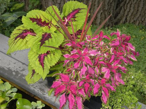 I Think Pink Kong Coleus In The Coleus Forum