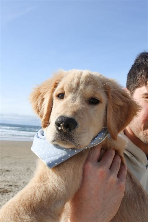 DOGFLUENCERS: Meet Moose, Seattle's Insta-Famous Pup and His Journey to