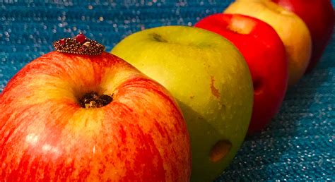 Serving apple product enthusiasts since 1997. The Top Five Best Apples to Smoke Weed Out Of