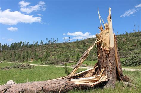 Forest Service Officials Continue To Assess Tornado Damage