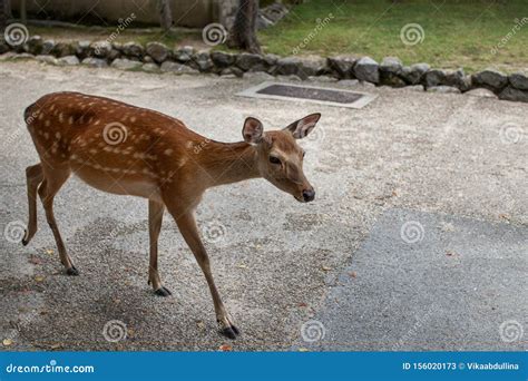 Wild Sika Deer In Nara Park Japan Stock Image Image Of Native Cute