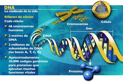 Genoma Humano Y Las Bases Cromosomicas De La Herencia Coggle Diagram