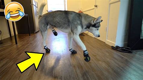 Usually, you would just say 'the first time'. Funny Husky Tries on Dog Shoes for the FIRST time ever ...
