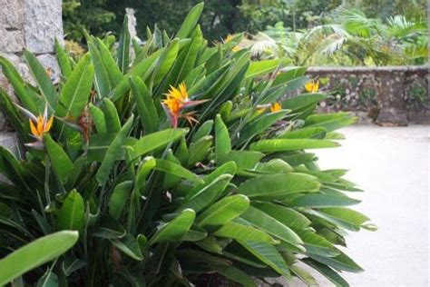 25 Cold Hardy Tropical Plants To Create A Tropical Garden In Cold